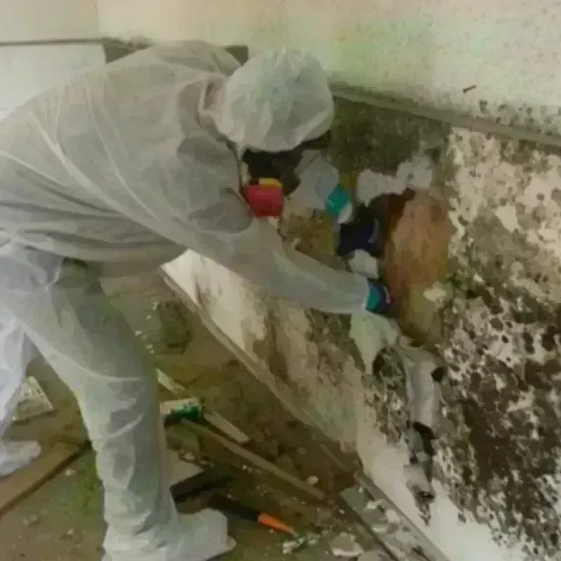 Mold Remediation and Removal in Henderson, TX